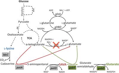 Efficient Production of the Dicarboxylic Acid Glutarate by Corynebacterium glutamicum via a Novel Synthetic Pathway